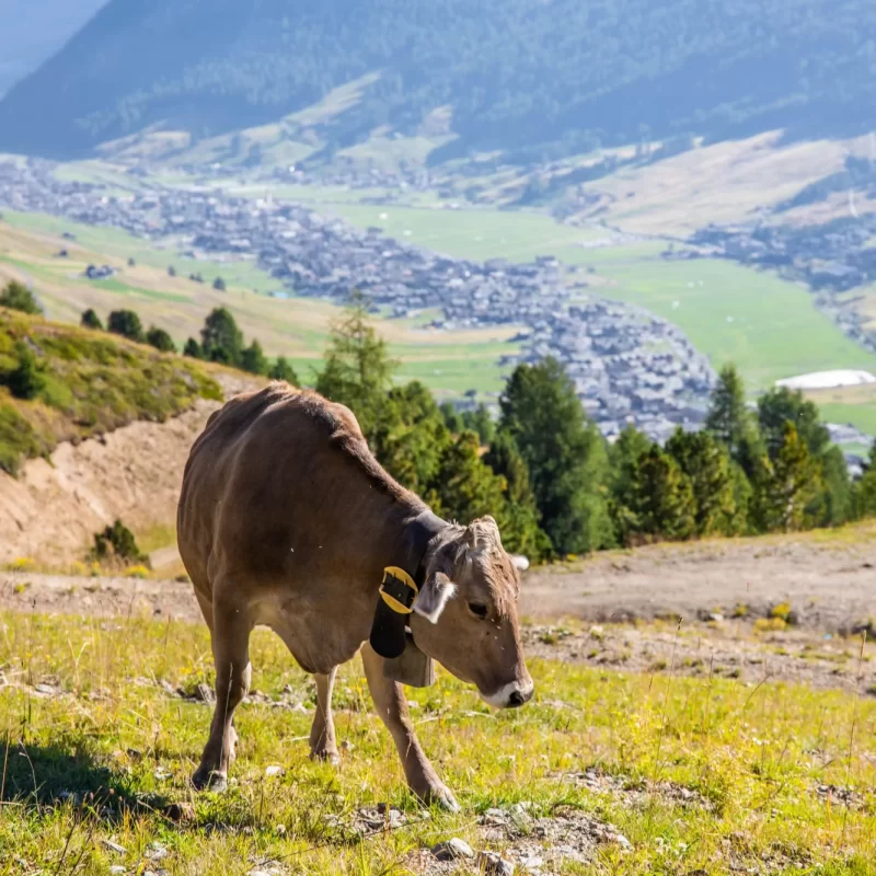 Eine Kuh weidet auf einer grünen Bergwiese mit Blick auf ein Tal und umliegende Berge.
